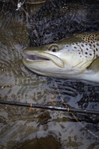 brown trout-2